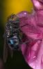 Calliphora vicina